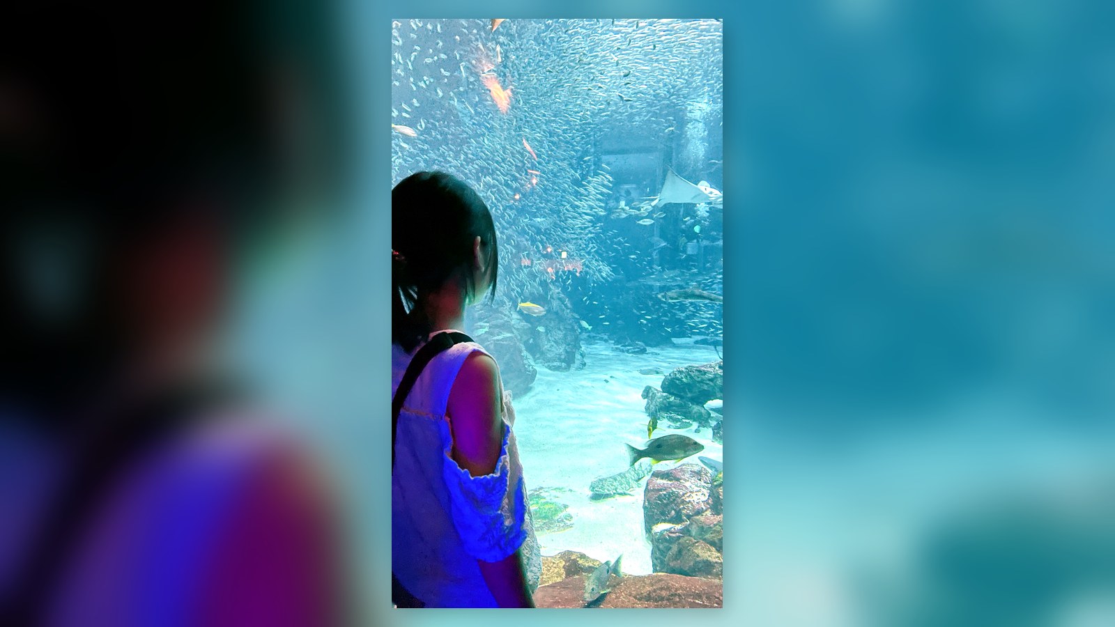 マリンワールド海の中道で大水槽の魚やエイを眺める小学生の子ども